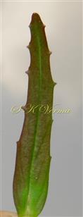  Leaf